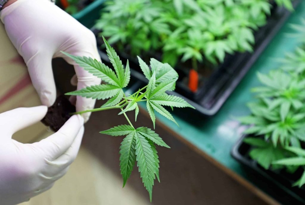 Weed Delivery in Australia