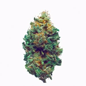 Harlequin Cannabis Flower | Australia Pot