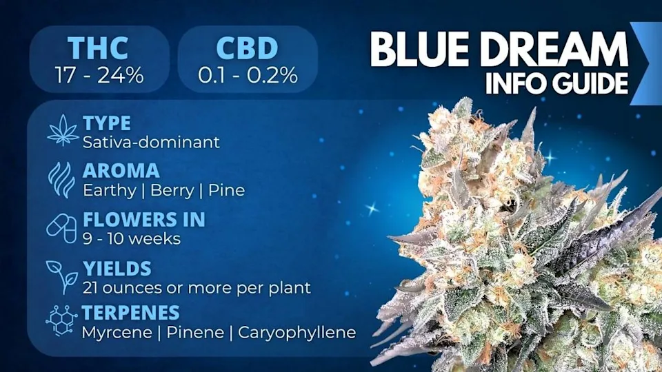 Blue Dream cannabis flower in Australia