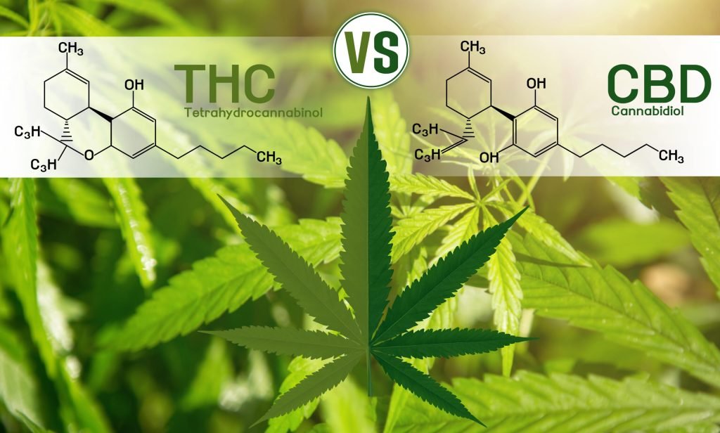 THC vs CBD: What's the Difference?